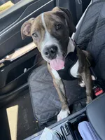 Gage, a male American Pit Bull Terrier for sale in Ontario, CA – 4 of 8