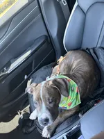Gage, a male American Pit Bull Terrier for sale in Ontario, CA – 6 of 8