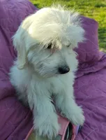 Gigi, a female Coton de Tulear for sale in Cabool, MO – Photo 4 of 7