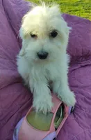 Gigi, a female Coton de Tulear for sale in Cabool, MO – Photo 1 of 7