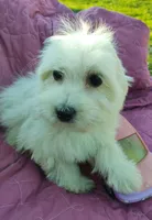 Gigi, a female Coton de Tulear for sale in Cabool, MO – Photo 5 of 7