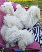 Gigi, a female Coton de Tulear for sale in Cabool, MO – Photo 7 of 7