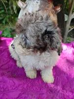 Birdie , a female Poodle - Toy  for sale in Cabool, MO – 2 of 3