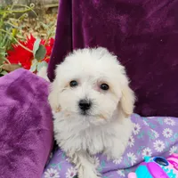 Asha, a female Coton de Tulear and Poodle - Toy  for sale in Cabool, MO – Photo 2 of 4