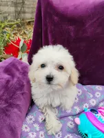 processed/437c25e8-5162-4a33-b90c-260a3b294676/listing/01e4e77c-c13e-490c-b31c-21b4c6dd06ea/3e47c099-9dff-4805-93af-83a0d2698891