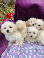 processed/437c25e8-5162-4a33-b90c-260a3b294676/listing/01e4e77c-c13e-490c-b31c-21b4c6dd06ea/c69981f4-ba6b-4265-b093-32a4cab65790