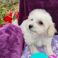 Asha, a female Coton de Tulear and Poodle - Toy  for sale in Cabool, MO – Photo 1 of 4