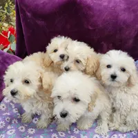 Asha, a female Coton de Tulear and Poodle - Toy  for sale in Cabool, MO – Photo 3 of 4