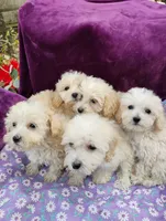 processed/437c25e8-5162-4a33-b90c-260a3b294676/listing/01e4e77c-c13e-490c-b31c-21b4c6dd06ea/f8a0ae23-7e4f-4d1d-a0d4-78bc91a9bac7