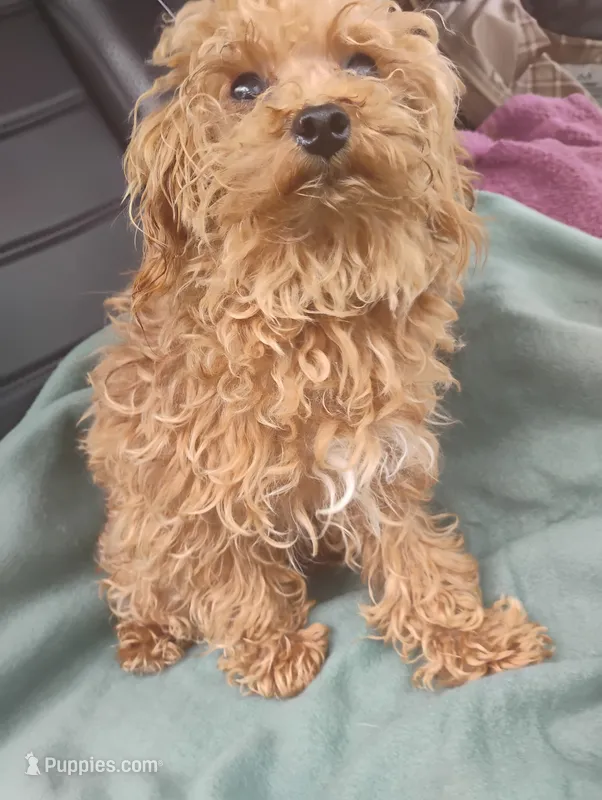 Cooper – Poodle - Toy  puppy for sale in Cabool, MO