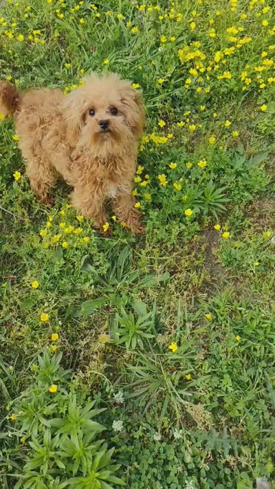 Cooper, a male Poodle - Toy  for sale in Cabool, MO – 2 of 2