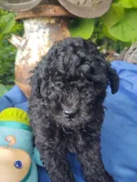 Donny, a male Coton de Tulear and Poodle - Toy  for sale in Cabool, MO – Photo 4 of 5