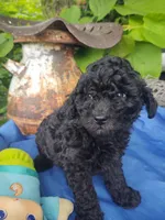 Donny, a male Coton de Tulear and Poodle - Toy  for sale in Cabool, MO – Photo 1 of 5