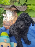 Donny, a male Coton de Tulear and Poodle - Toy  for sale in Cabool, MO – Photo 2 of 5