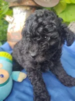 Donny, a male Coton de Tulear and Poodle - Toy  for sale in Cabool, MO – Photo 3 of 5