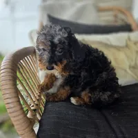 Bridget , a female Poodle - Toy  for sale in Cabool, MO – 7 of 9