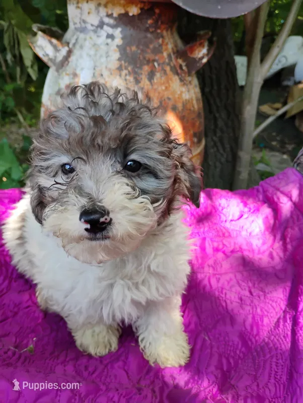 Birdie  – Poodle - Toy  puppy for sale in Cabool, MO