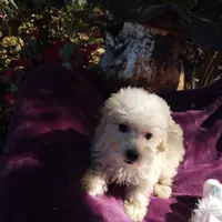 Stella, a female Coton de Tulear and Poodle - Toy  for sale in Cabool, MO – Photo 1 of 8