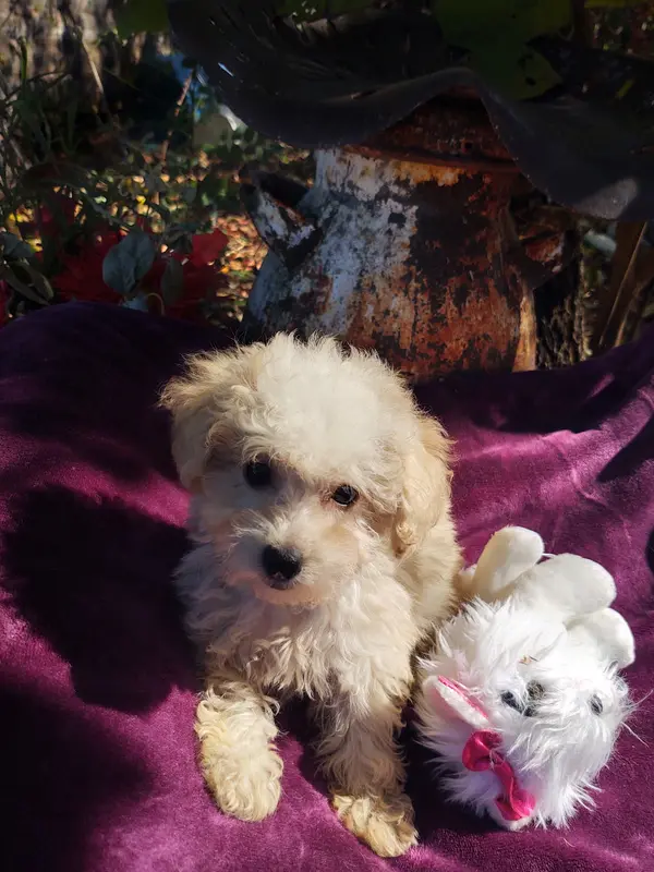 Stella – Coton de Tulear, Poodle - Toy  puppy for sale in Cabool, MO