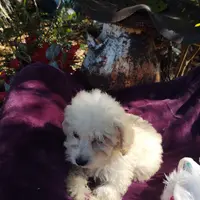 Stella, a female Coton de Tulear and Poodle - Toy  for sale in Cabool, MO – Photo 2 of 8