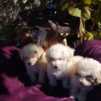 Stella, a female Coton de Tulear and Poodle - Toy  for sale in Cabool, MO – Photo 7 of 8