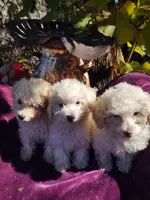 processed/437c25e8-5162-4a33-b90c-260a3b294676/listing/1ba1e96a-e8f6-4b54-8dd6-a7ef74b2d2b0/d79f8179-4ce2-4e55-9f44-9e41560d61aa