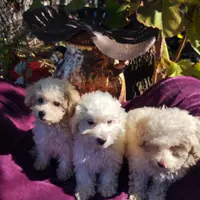 Stella, a female Coton de Tulear and Poodle - Toy  for sale in Cabool, MO – Photo 8 of 8