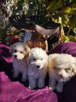 processed/437c25e8-5162-4a33-b90c-260a3b294676/listing/1ba1e96a-e8f6-4b54-8dd6-a7ef74b2d2b0/e4ccdd67-adf5-4c40-81d1-567c7fbdb642