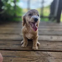 Brooklyn , a female Poodle - Toy  for sale in Cabool, MO – 3 of 10