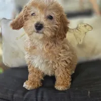 BrinBrin, a female Poodle - Toy  for sale in Cabool, MO – 4 of 10