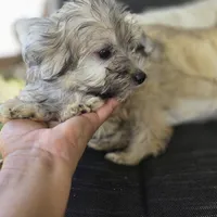 Brinly, a female Poodle - Toy  for sale in Cabool, MO – 7 of 8