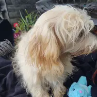 Duke, a male Coton de Tulear and Poodle - Toy  for sale in Cabool, MO – Photo 4 of 5