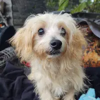 Duke, a male Coton de Tulear and Poodle - Toy  for sale in Cabool, MO – Photo 2 of 5