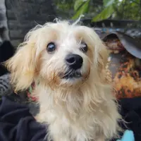 Duke, a male Coton de Tulear and Poodle - Toy  for sale in Cabool, MO – Photo 3 of 5