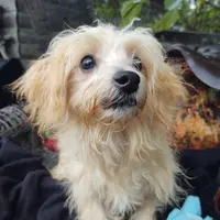 Duke, a male Coton de Tulear and Poodle - Toy  for sale in Cabool, MO – Photo 1 of 5