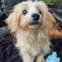 Duke, a male Coton de Tulear and Poodle - Toy  for sale in Cabool, MO – Photo 5 of 5