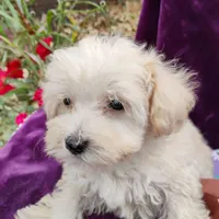 Artella, a female Coton de Tulear and Poodle - Toy  for sale in Cabool, MO – Photo 3 of 5