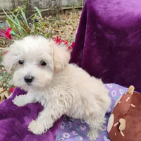 Artella, a female Coton de Tulear and Poodle - Toy  for sale in Cabool, MO – Photo 2 of 5