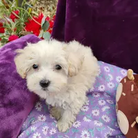 Artella, a female Coton de Tulear and Poodle - Toy  for sale in Cabool, MO – Photo 1 of 5