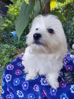 Frank, a male Coton de Tulear for sale in Cabool, MO – Photo 2 of 4