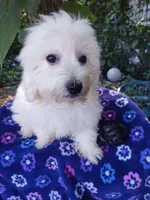 Frank, a male Coton de Tulear for sale in Cabool, MO – Photo 1 of 4