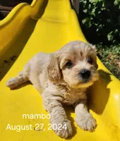 Finn, a male Coton de Tulear and Poodle - Toy  for sale in Cabool, MO – Photo 7 of 10