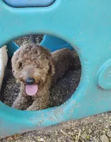 Finn, a male Coton de Tulear and Poodle - Toy  for sale in Cabool, MO – Photo 10 of 10