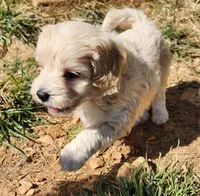 Finn, a male Coton de Tulear and Poodle - Toy  for sale in Cabool, MO – Photo 1 of 10