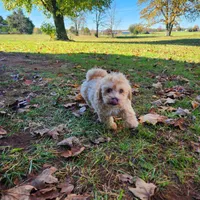 Finn, a male Coton de Tulear and Poodle - Toy  for sale in Cabool, MO – Photo 4 of 10