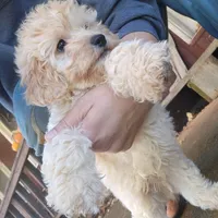 Finn, a male Coton de Tulear and Poodle - Toy  for sale in Cabool, MO – Photo 5 of 10