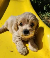 Finn, a male Coton de Tulear and Poodle - Toy  for sale in Cabool, MO – Photo 2 of 10