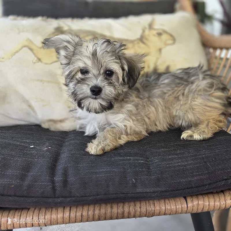 Brinly – Poodle - Toy  puppy on hold in Cabool, MO