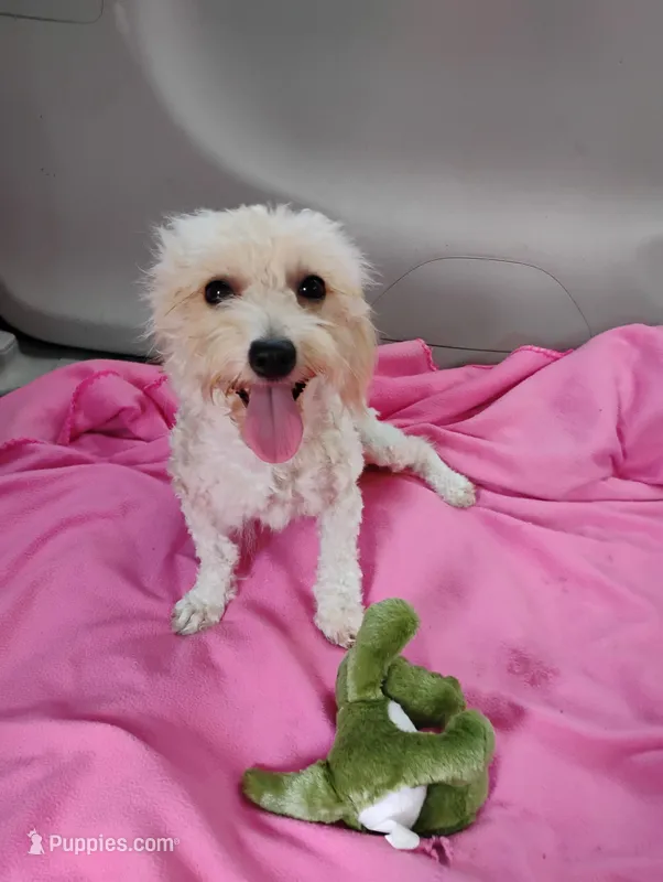Artella – Coton de Tulear, Poodle - Toy  puppy for sale in Cabool, MO