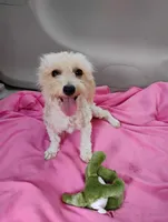 Artella, a female Coton de Tulear and Poodle - Toy  for sale in Cabool, MO – 1 of 8